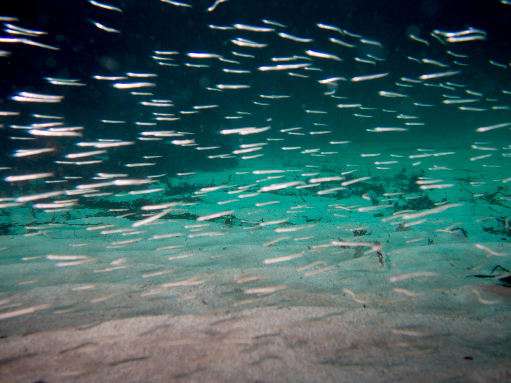 A shoal of sandeels