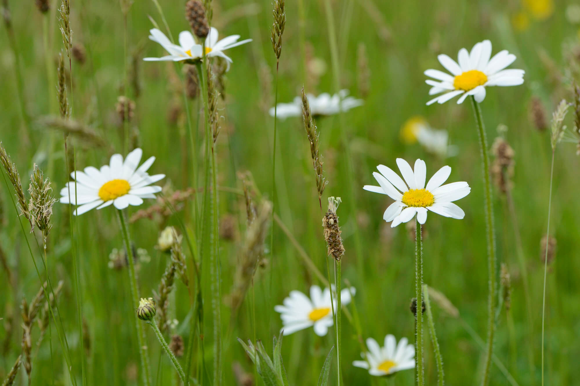 Battleby Meadow