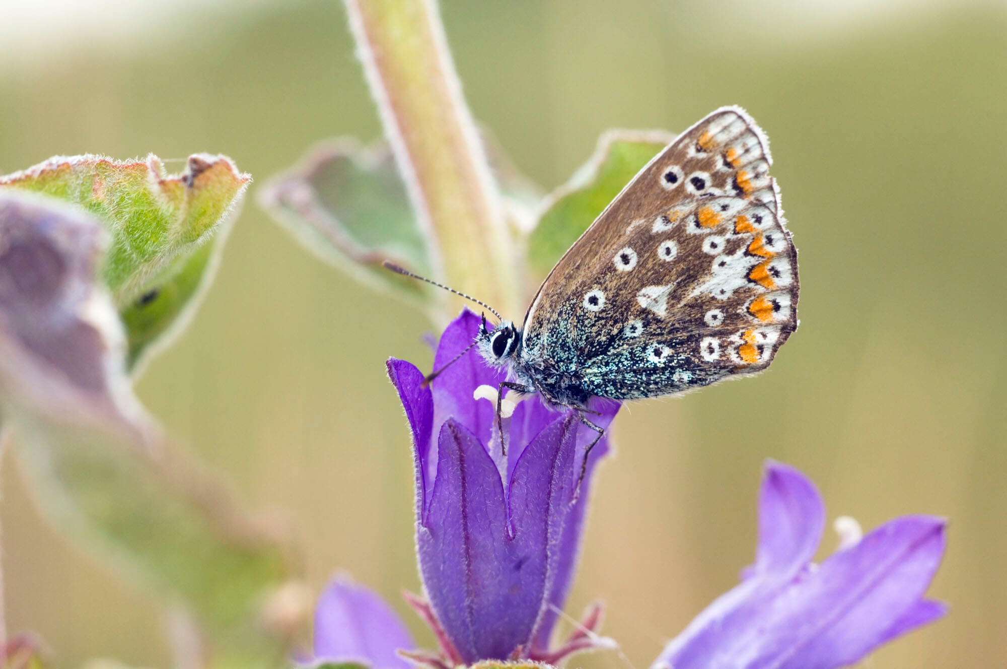 Common Blue Butterfly