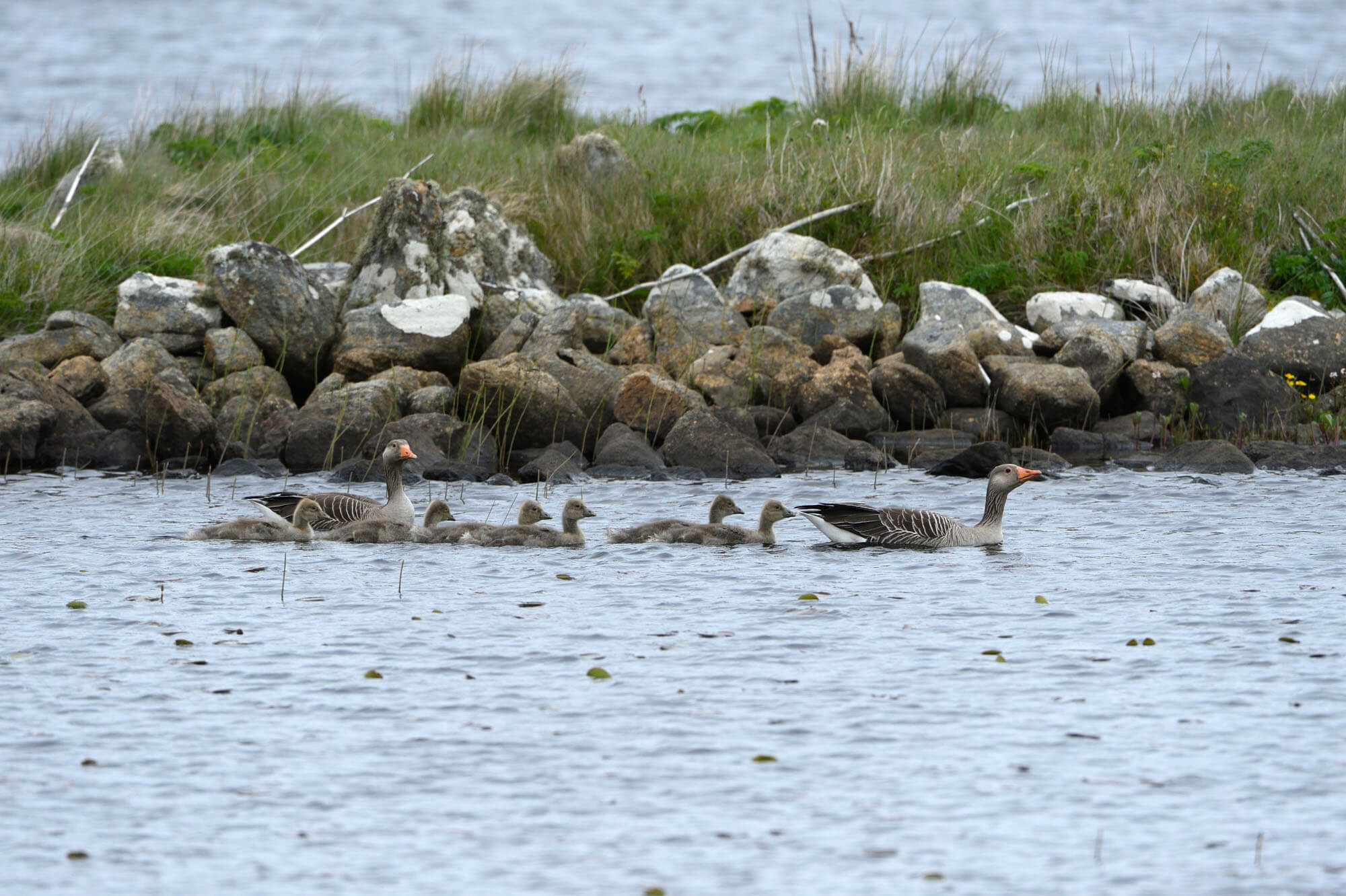 Grey lag ducks in the water