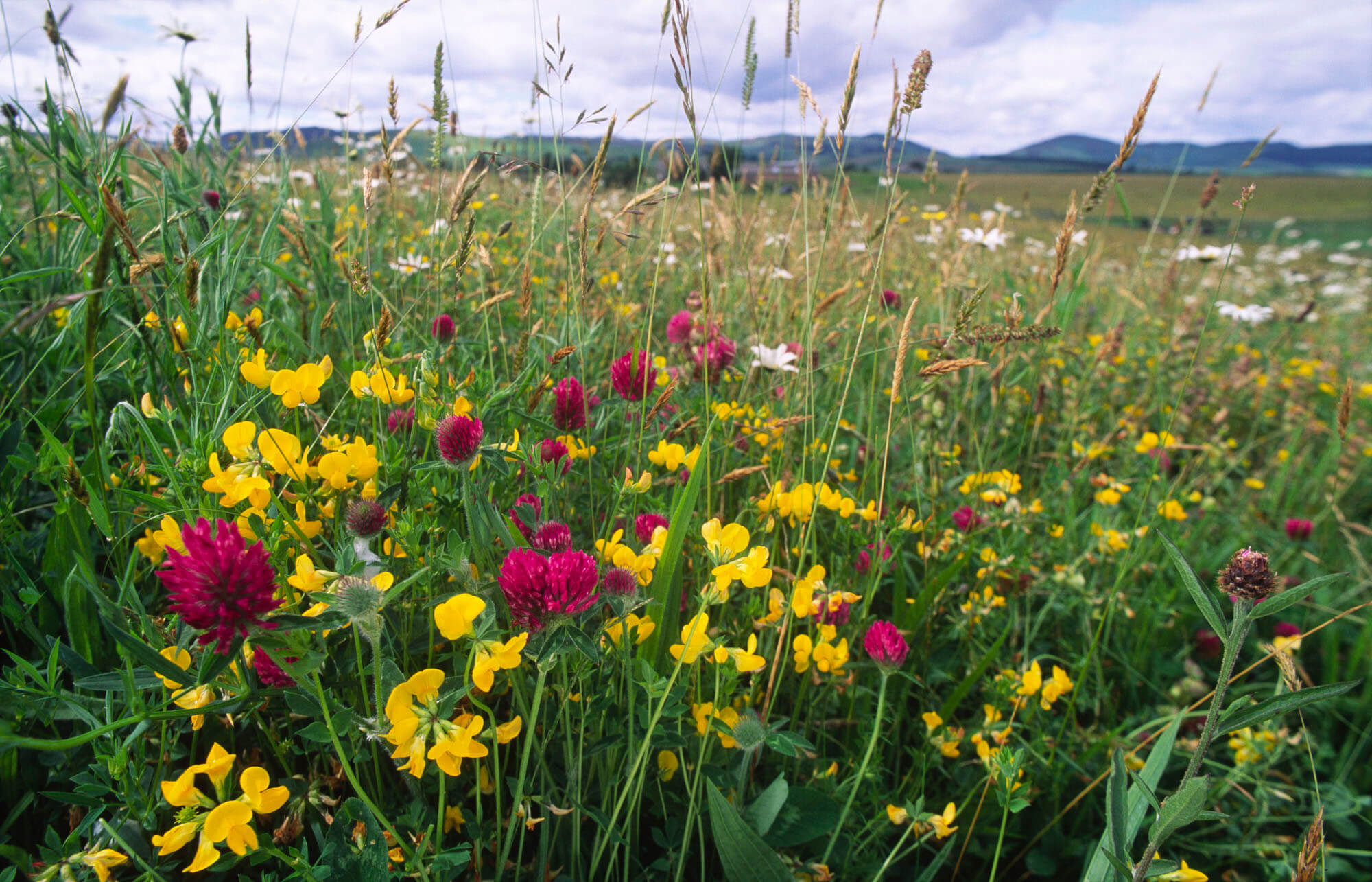 Wild Flower Meadow
