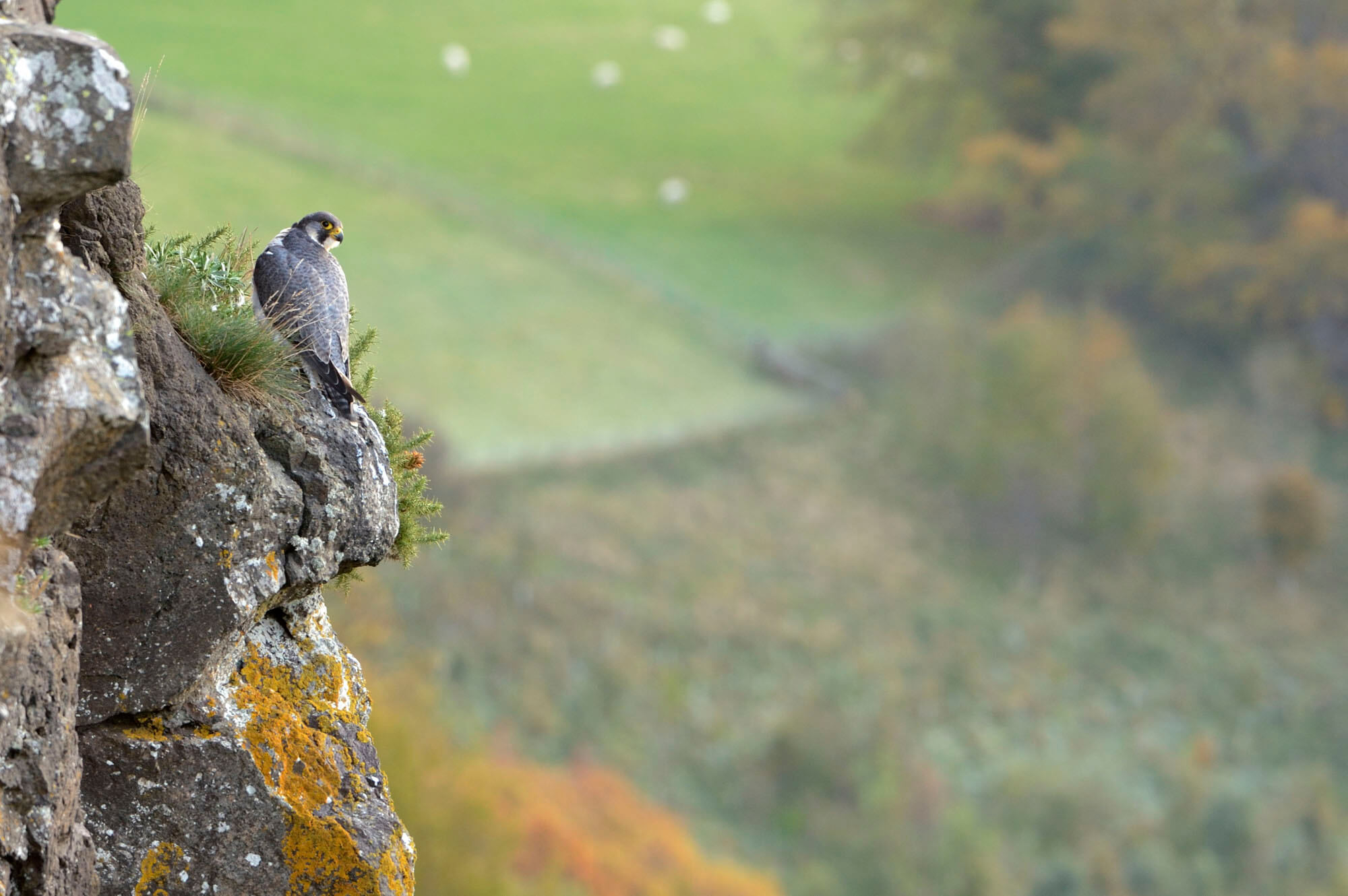 Peregrine on a cliff edge