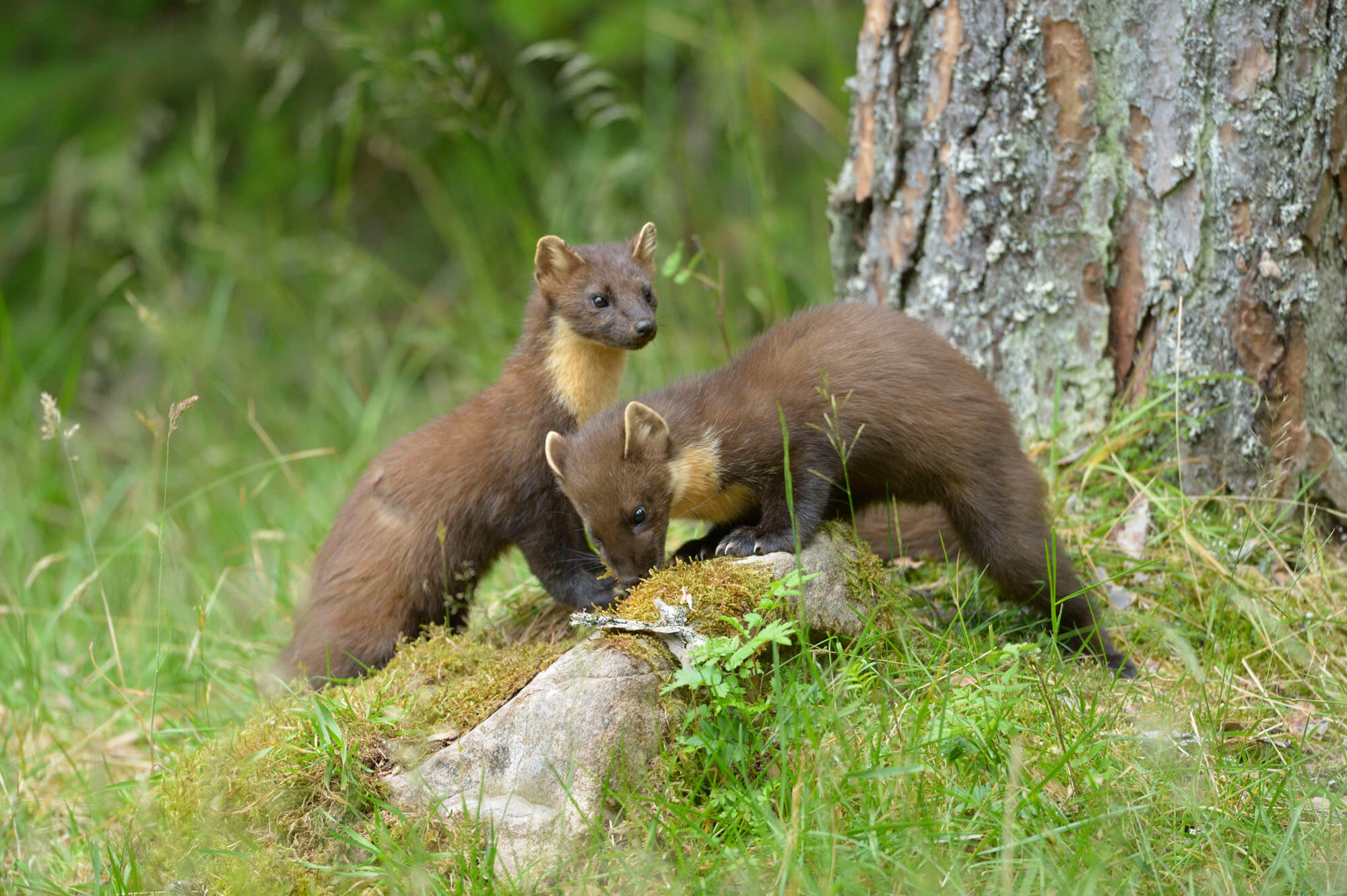 Two pine marten at base of a tree.