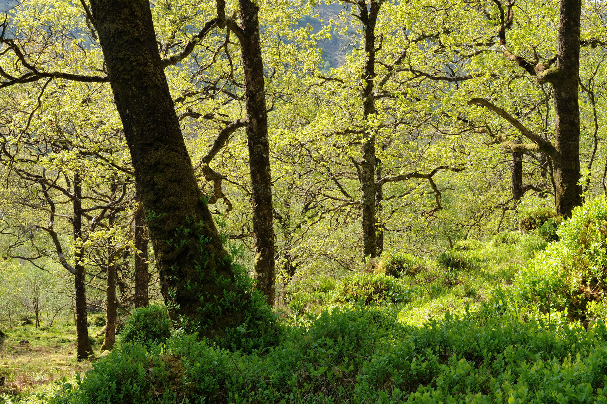 Green forrest of trees