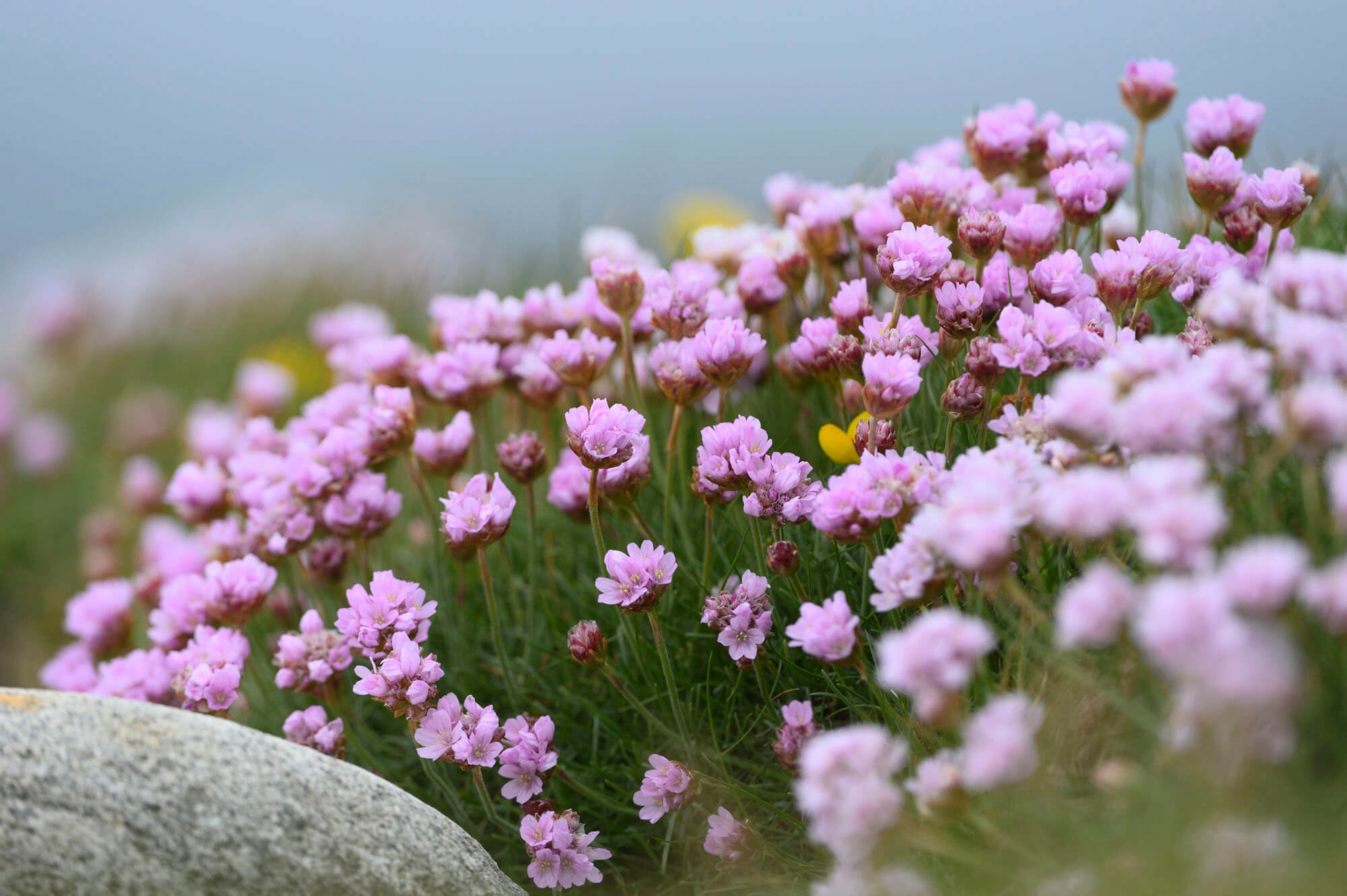 Sea Thrift Flowers