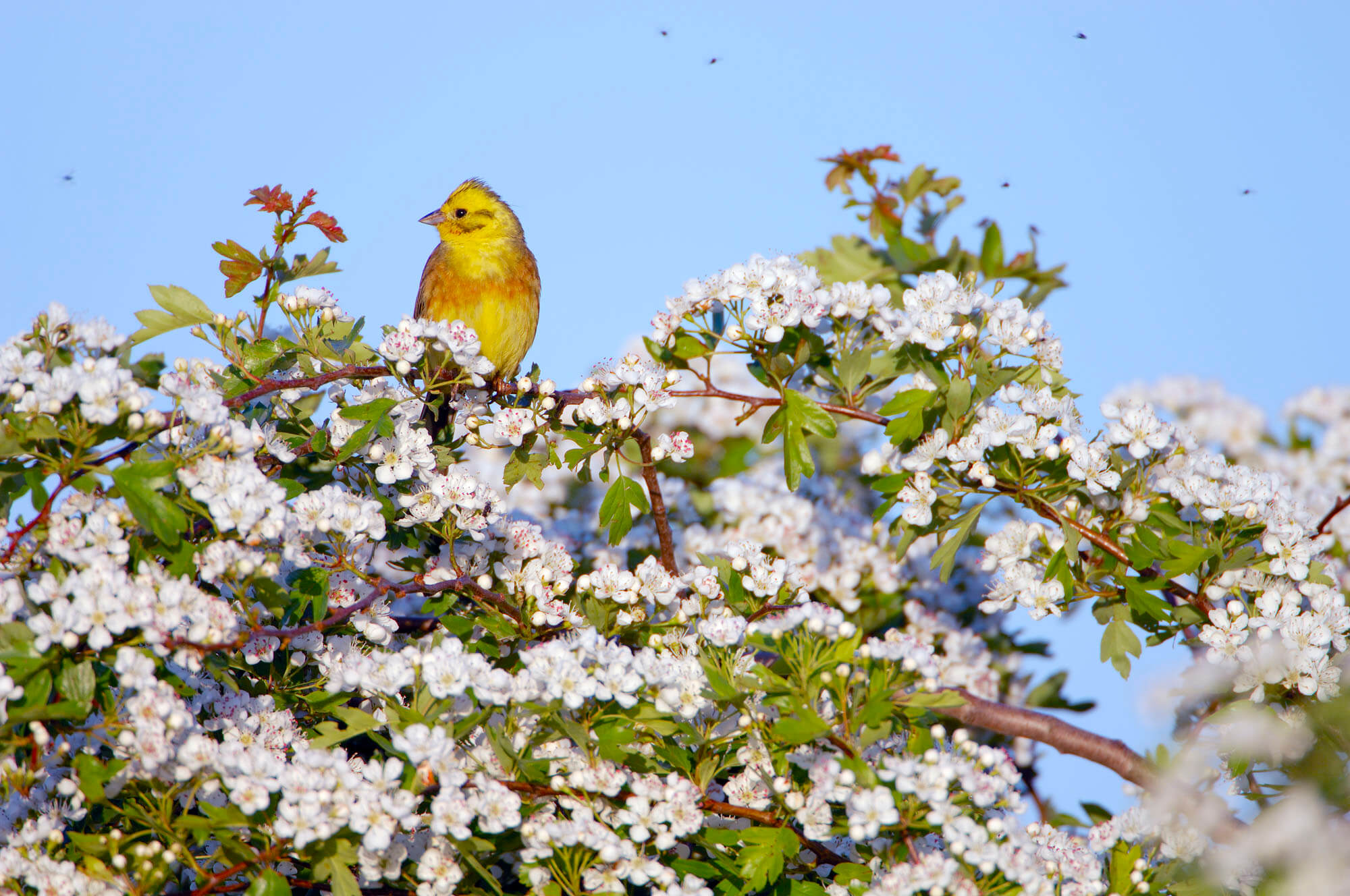 Yellow Hammer Bird sitting on a bush