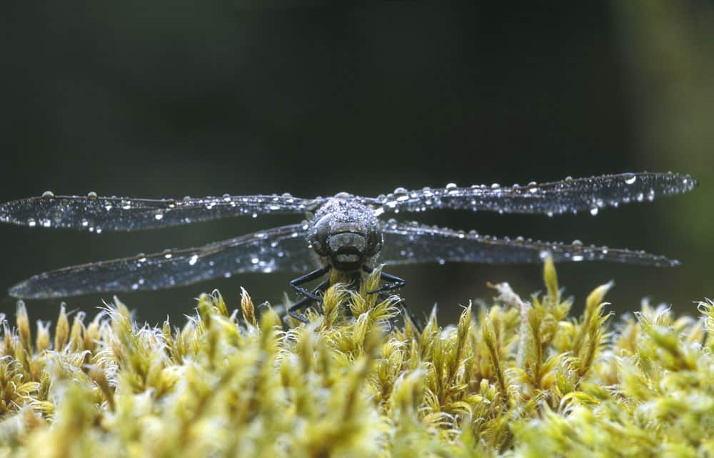 Azure Hawker Dragonfly (Aeshna caerulea)