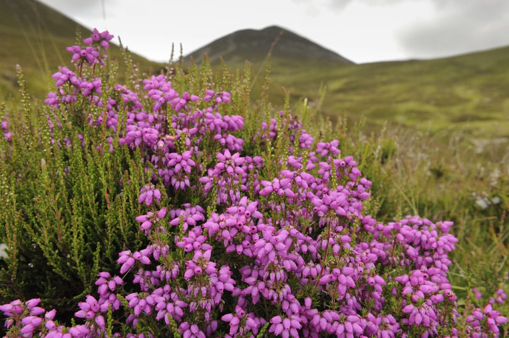 Bell heather (Erica cinerea).