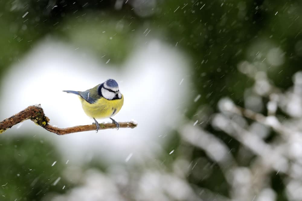 Bluetit (Cyanistes caeruleus)