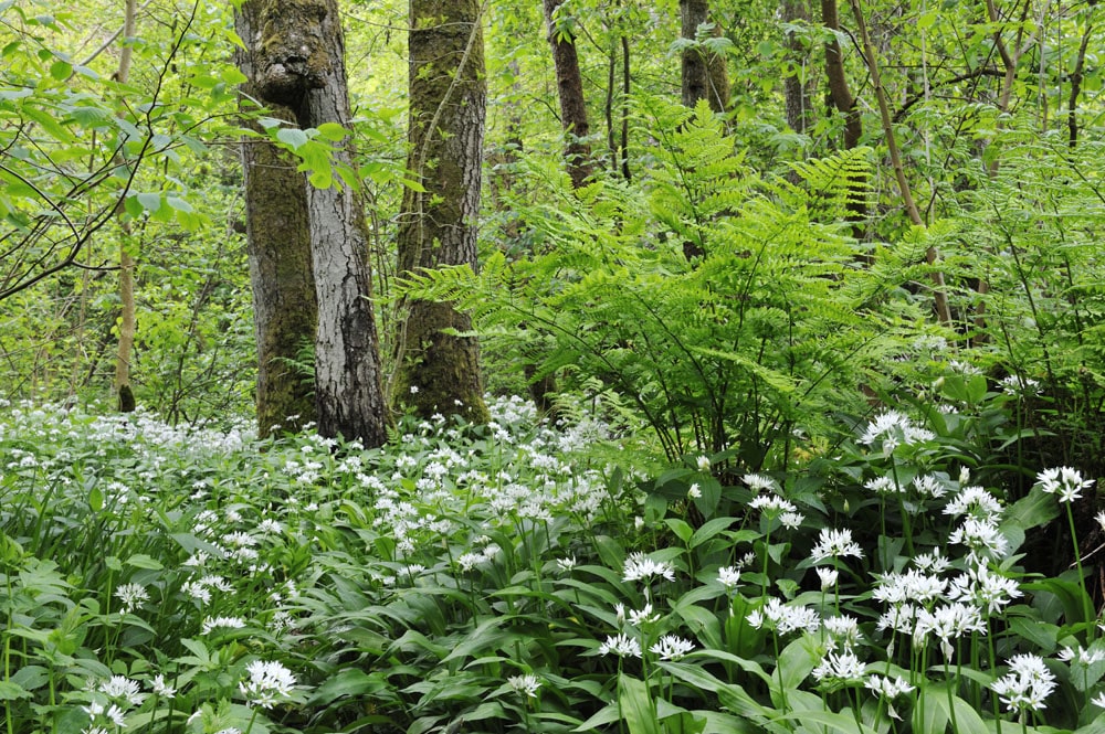 Ramsons and Ferns, Cleghorn Glen, Clyde Valley Woodlands National Nature Reserve. Strathclyde and Ayrshire Area.