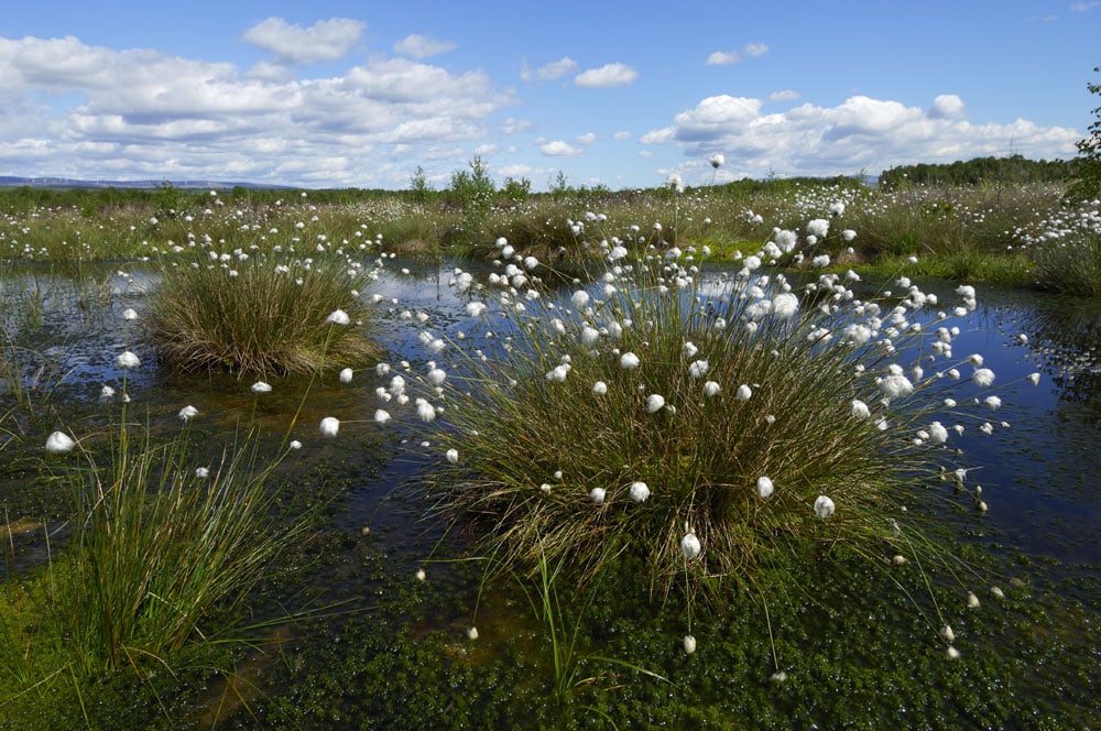 Blocked ditch at Flanders Moss NNR Argyll and Stirling Area.