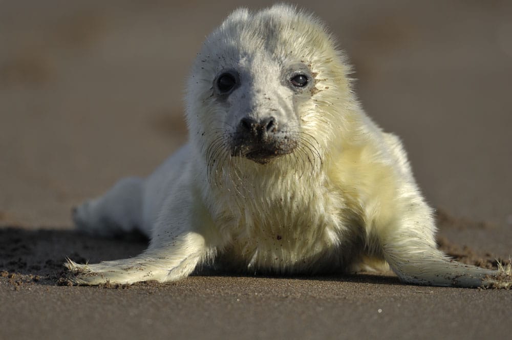 Grey seal (Halichoerus grypus) pup, Tentsmuir National Nature Reserve, Fife