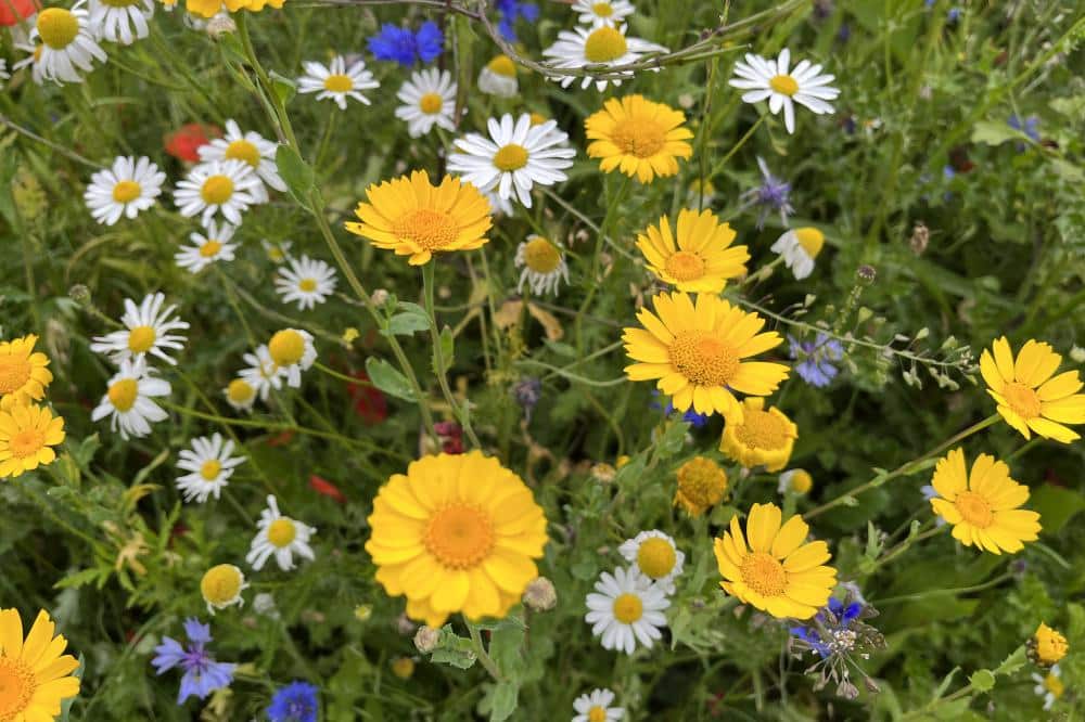 Wildflowers up close