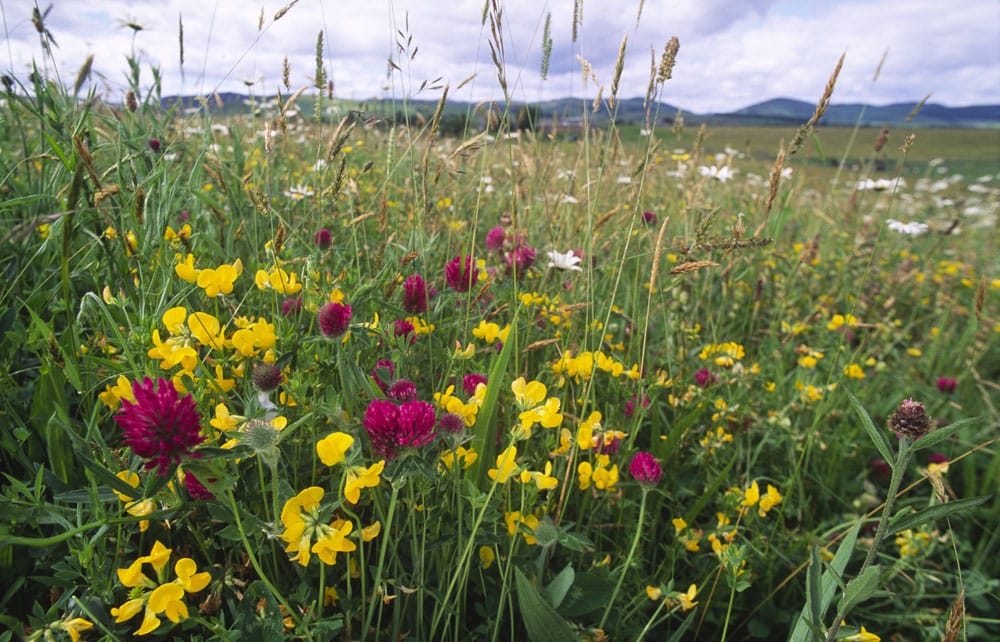 Bird's foot trefoil, Red Clover and Ox-eye daisies growing in a wildflower meadow habitat creation scheme