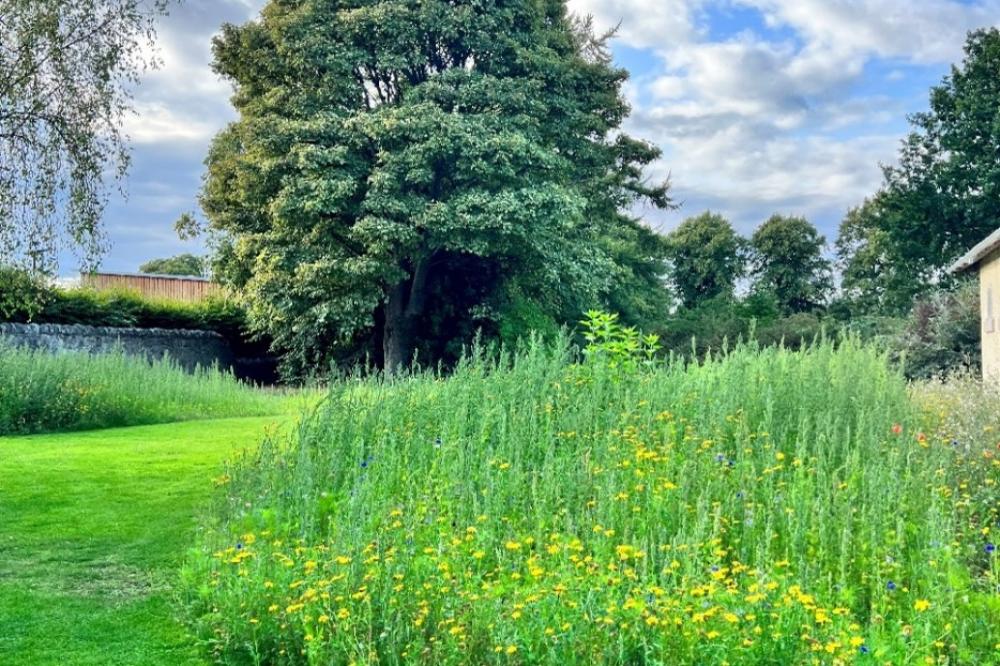Neilson Park wildflowers