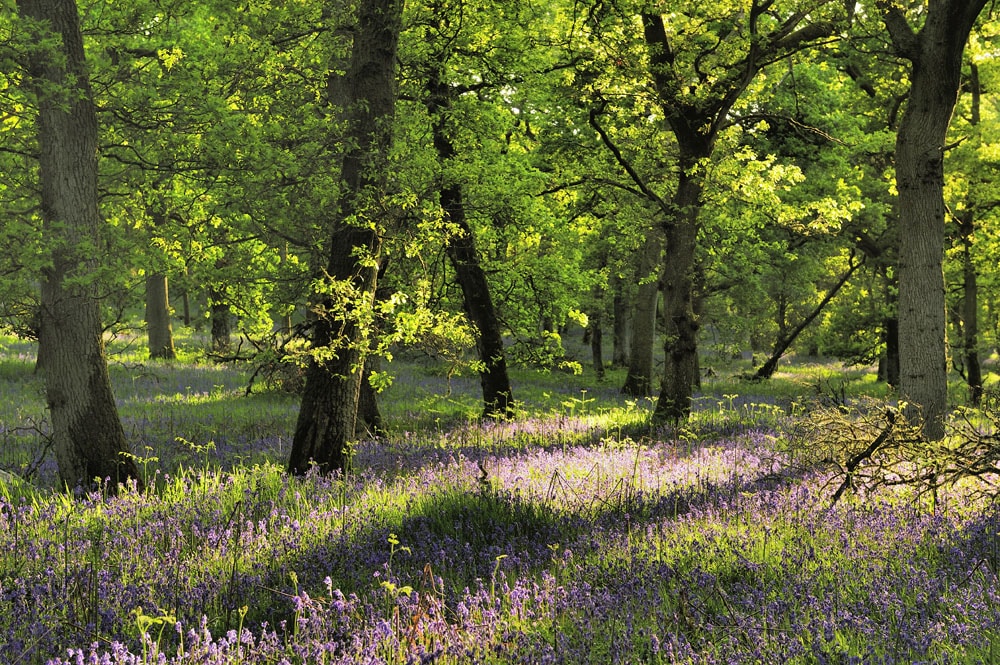 Bluebell carpeted oak woodland