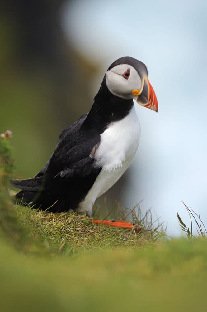 Puffin (Fratercula arctica) Hermaness NNR, Unst, Shetland, Northern Isles Area