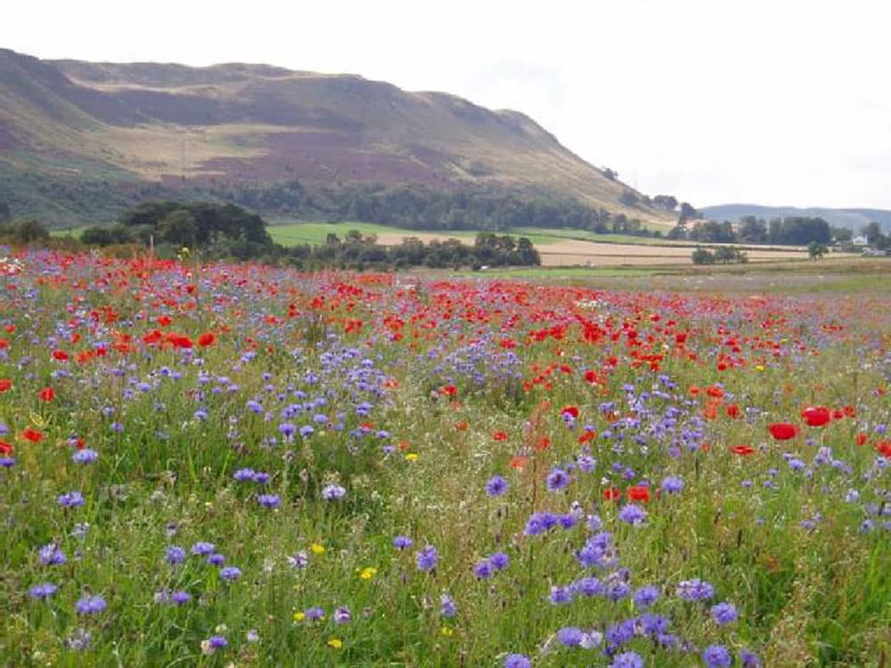 RSPB Vane Farm - Bumblebee management