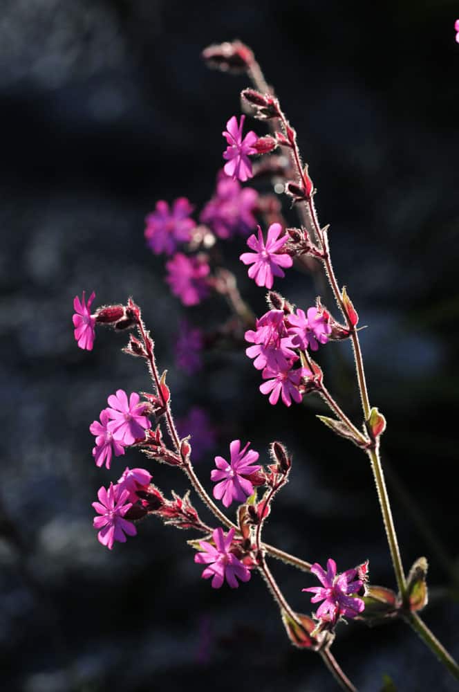 Red campion (silene dioica). ©Lorne Gill/NatureSco