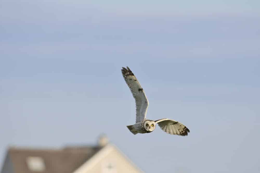 Short-eared owl (Asio flammeus)