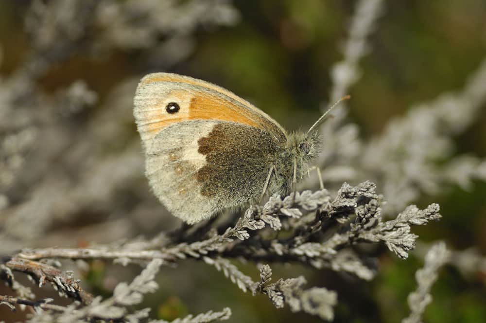 Small heath (Coenonympha pamphilus) butterfly.