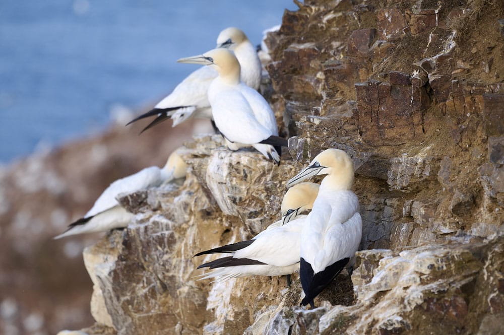 The Gannet colony at Troup Head on the Buchan coast