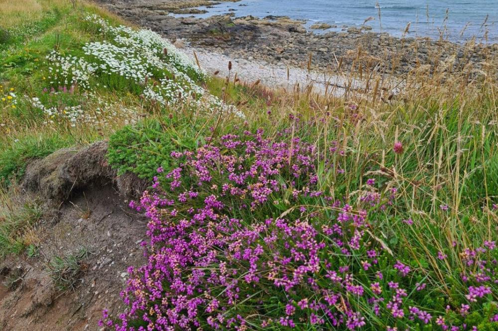 Coastal wildflowers