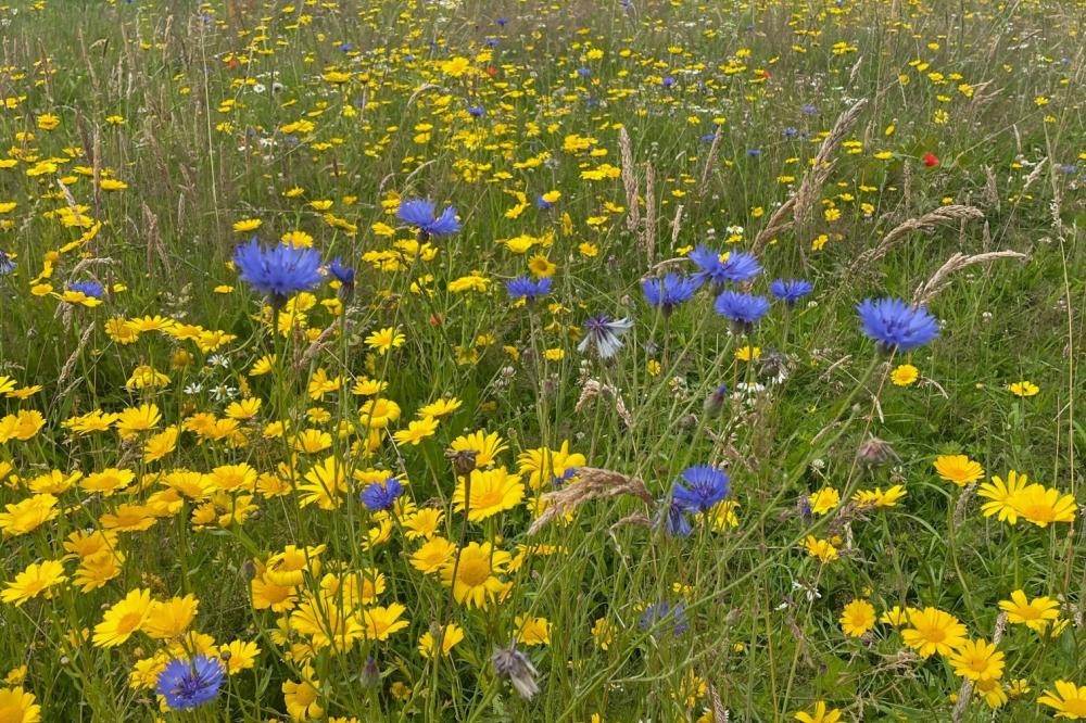 Cornflowers and Marigolds