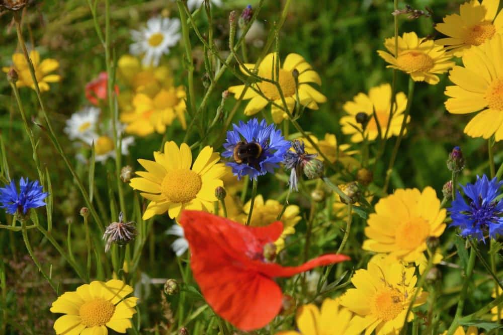 Bumblebee on a blue cornflower