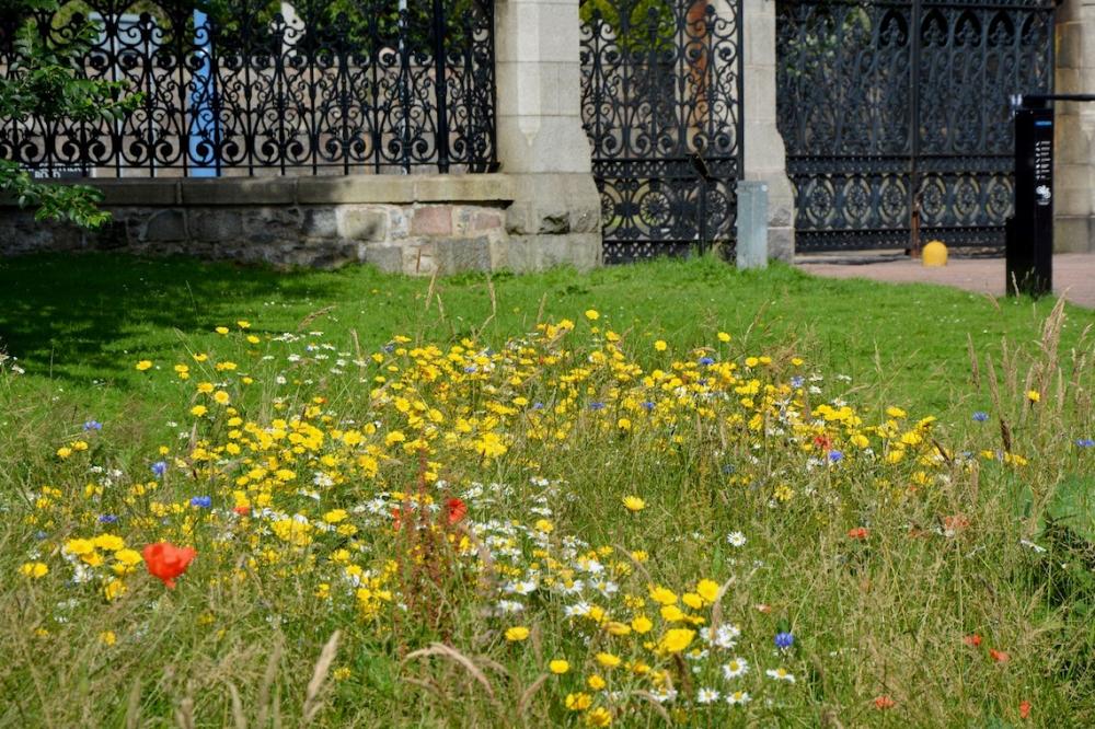 Wildflower meadow in town