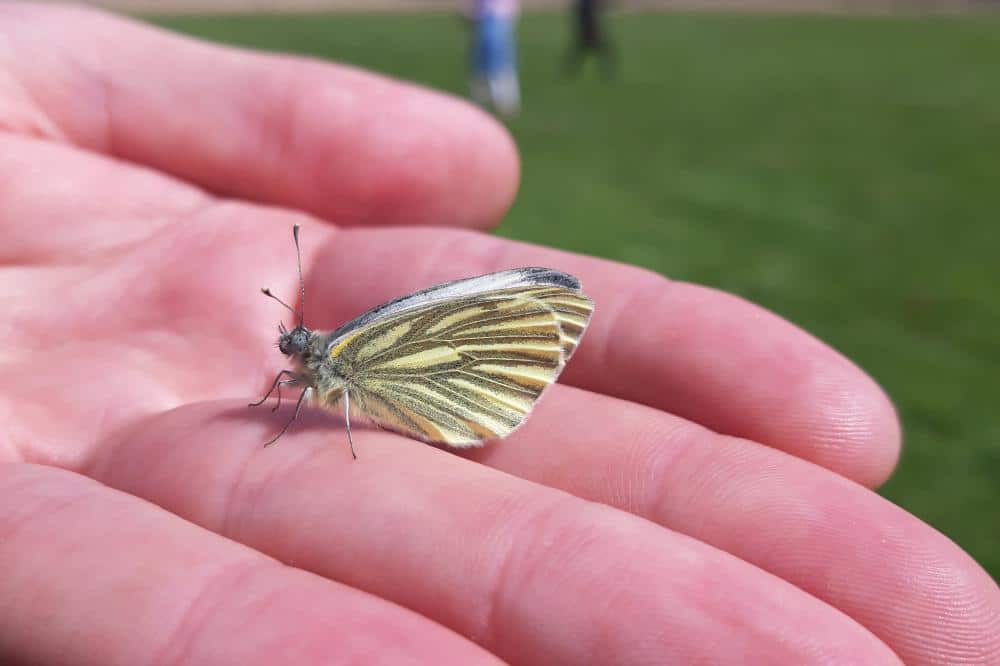 Green veined white butterfly