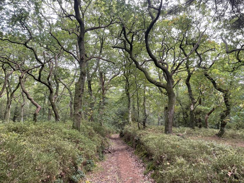 Quarrywood sssi