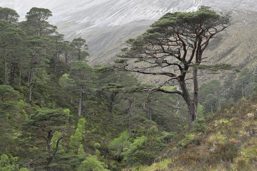 Scots Pines (Pinus sylvestris) in gully woodland at Allt a Chuirn