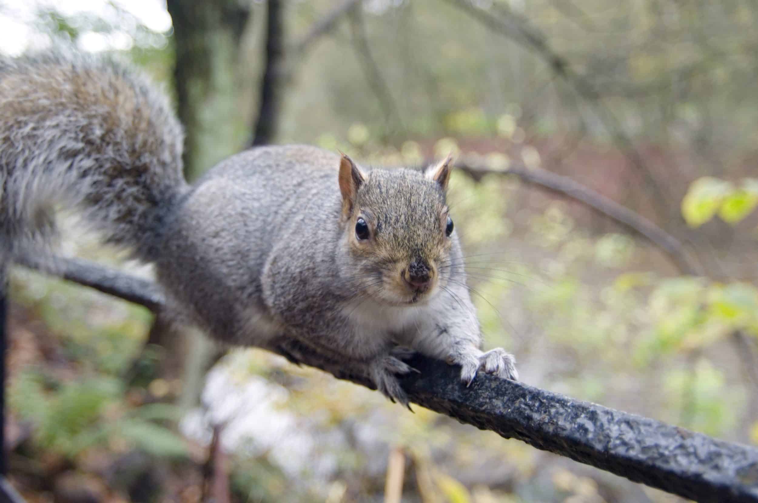 Grey squirrel on a fence in woodland