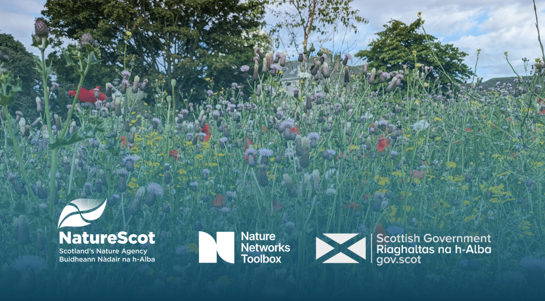 logo of NatureScot, Scottish Government and the Nature Networks Toolbox over the top of a wildflower meadow