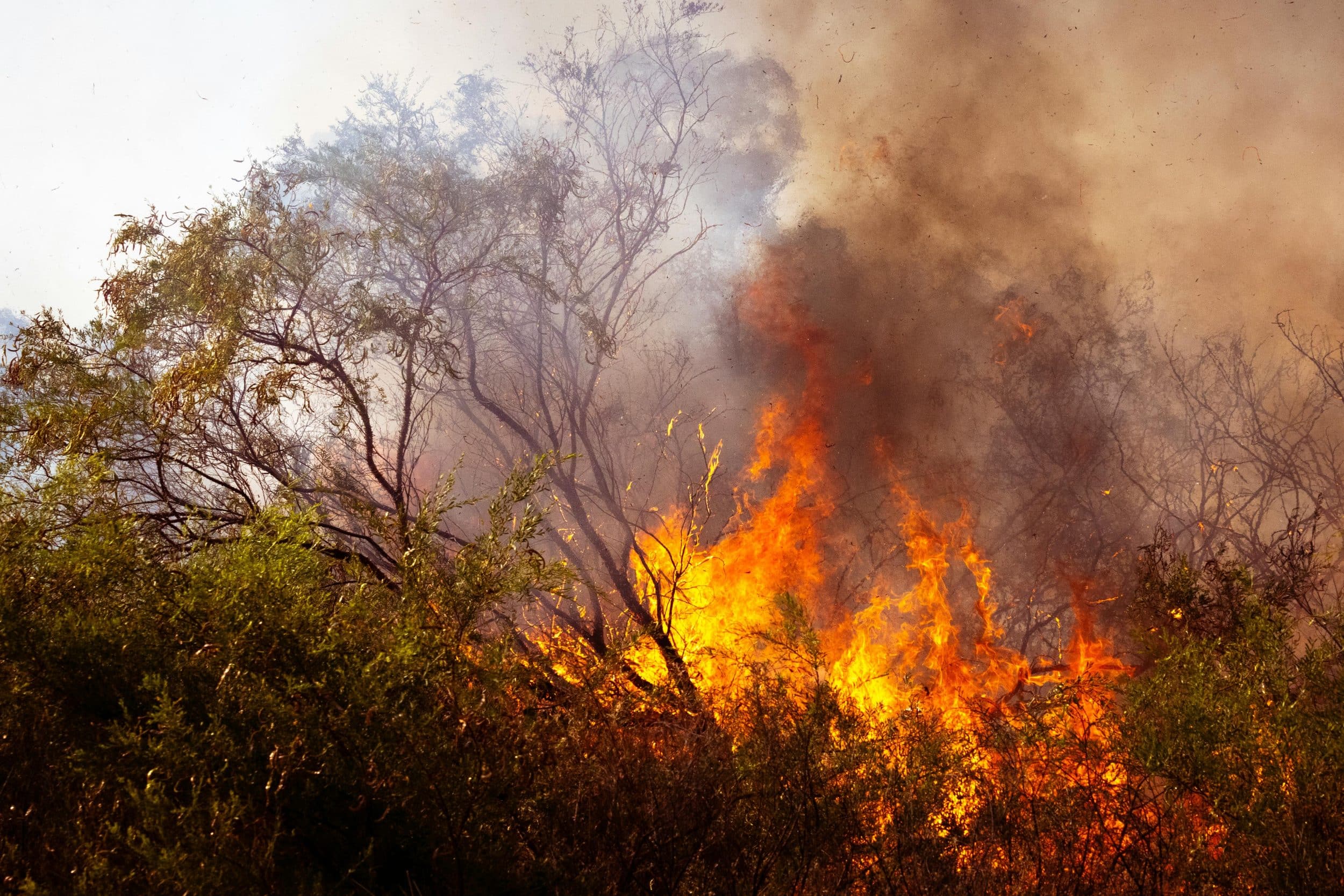 wildfire burning scrub woodland