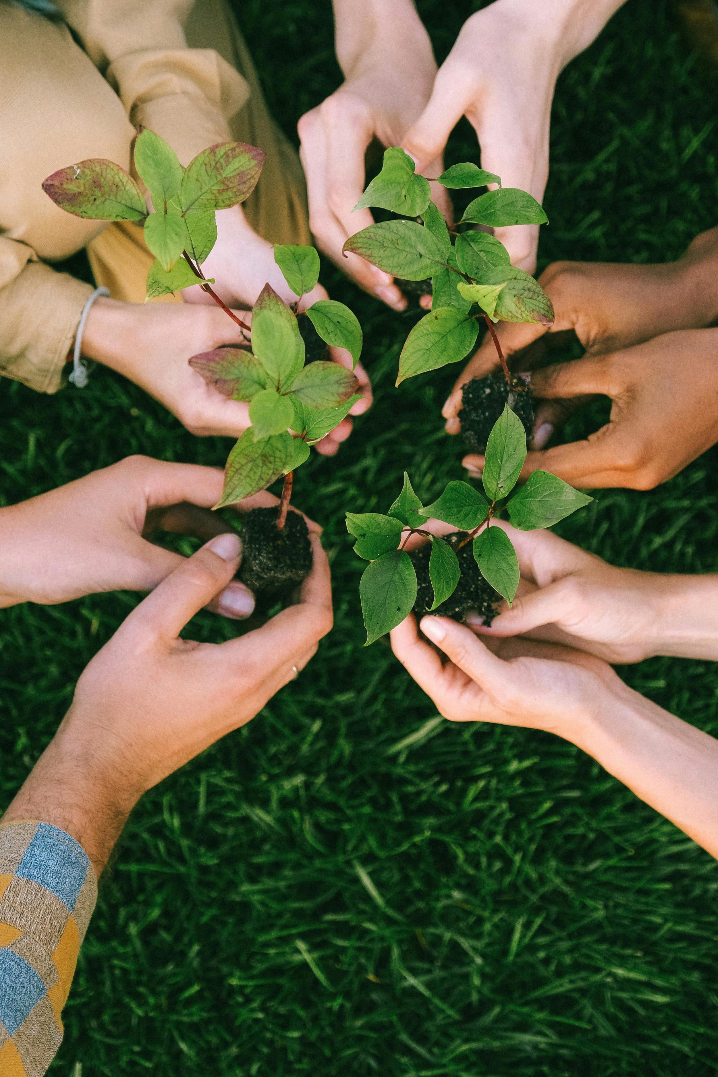 group on hands in a circle holding tree saplings